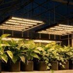 550W LED Grow Light | 2.7μmol/J Full Spectrum | App Control & Dimmable 3-Bar Lamp for 5x5ft Indoor Plants Full Cycle Growth - Imagen 4